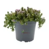 Thymus serpyllum Pink