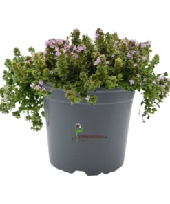 Thymus serpyllum Pink