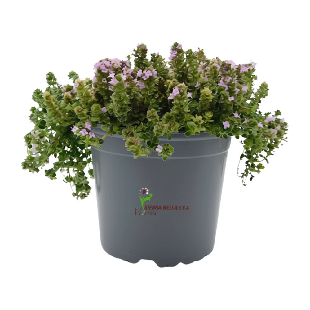 Thymus serpyllum Pink