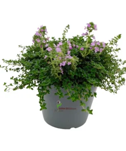 Thymus serpyllum Pink