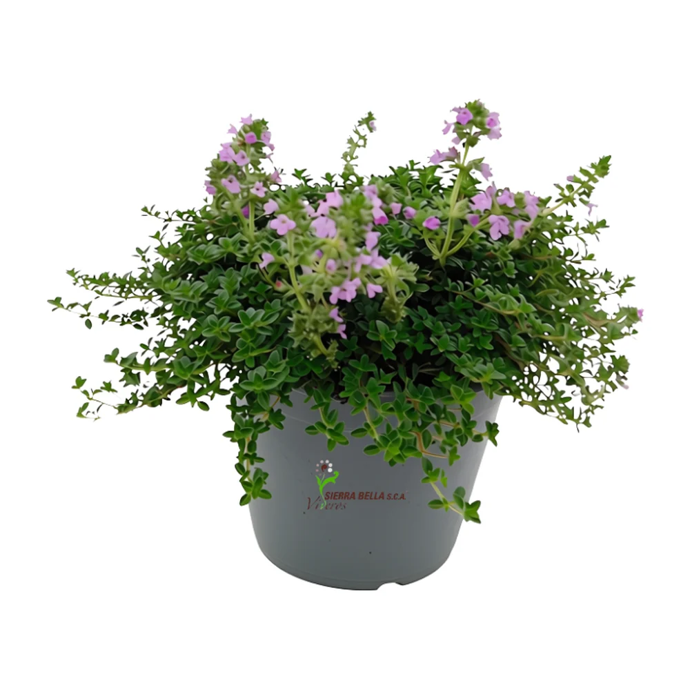 Thymus serpyllum Pink