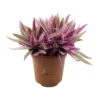 Tradescantia spathacea