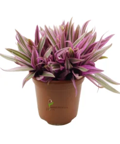 Tradescantia spathacea