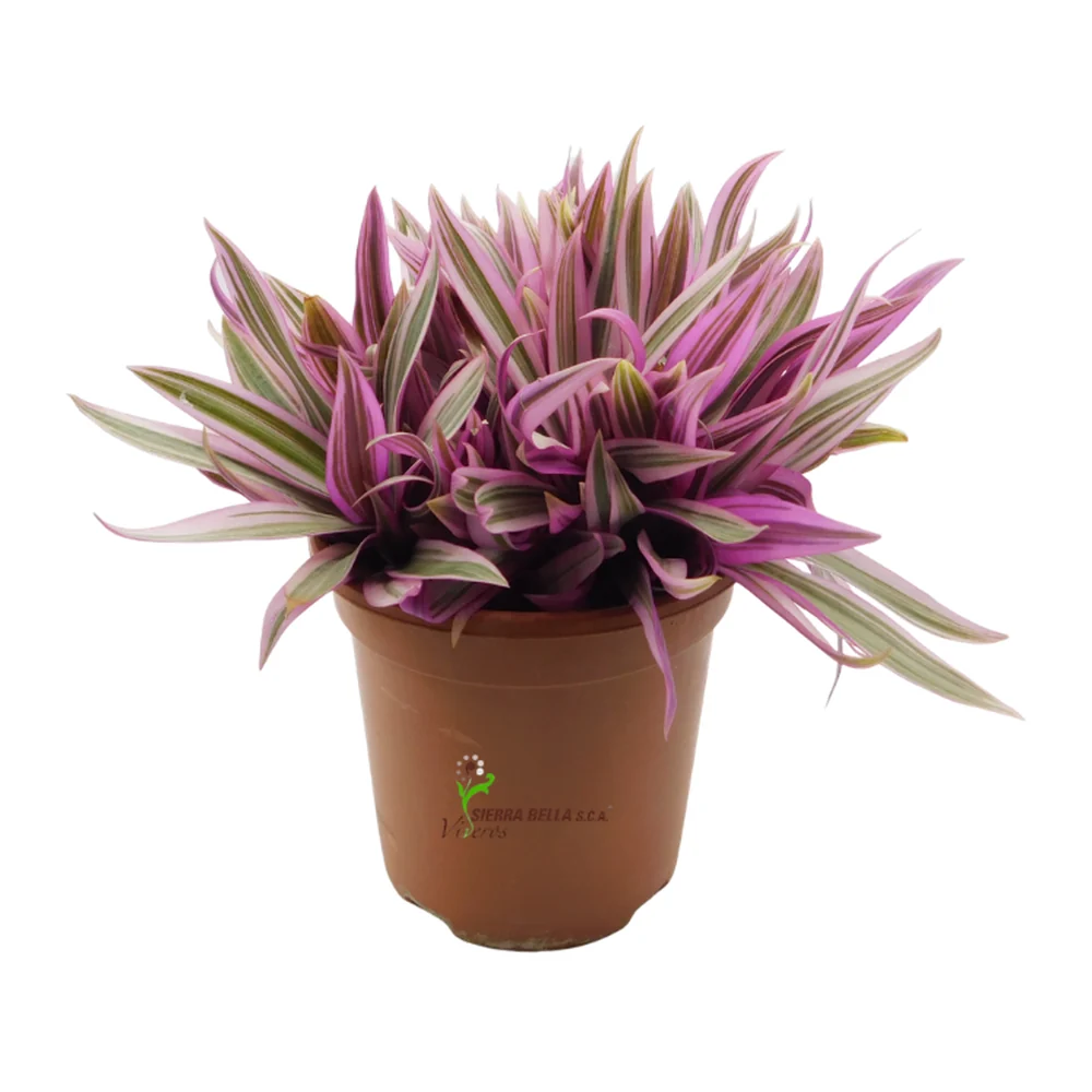 Tradescantia spathacea