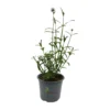 Verbena bonariensis Azul