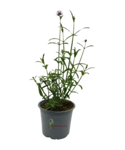 Verbena bonariensis Azul