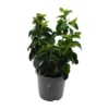 Viburnum Tinus