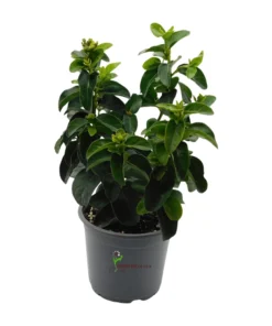 Viburnum Tinus