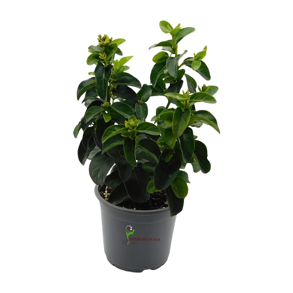 Viburnum Tinus